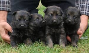 German shepherd puppies available for sale