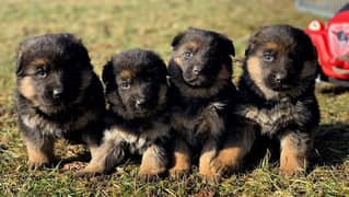 German Shepherd Puppies For Sale Only Perfect Loving Families