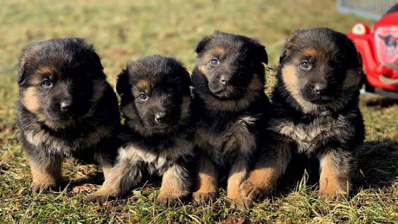 German shepherd puppies available for sale 2