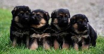 German Shepherd Puppies for Sale Male and Female only for Family