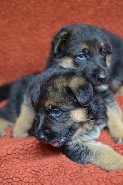 German shepherd puppies available for sale 5