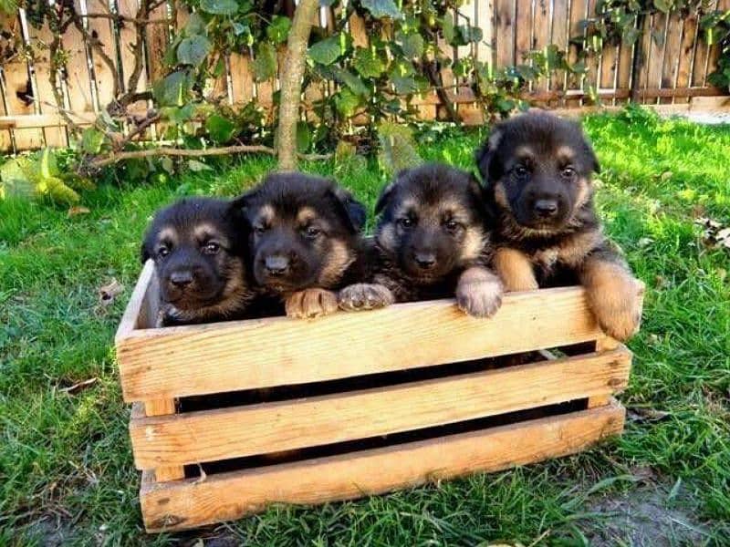 German shepherd puppies available for sale 6