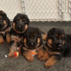 German Shepherd Puppies For Sale Only Perfect Loving Families