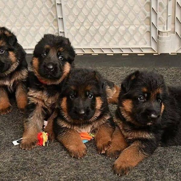 German shepherd puppies available for sale 7