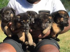 German shepherd puppies available for sale