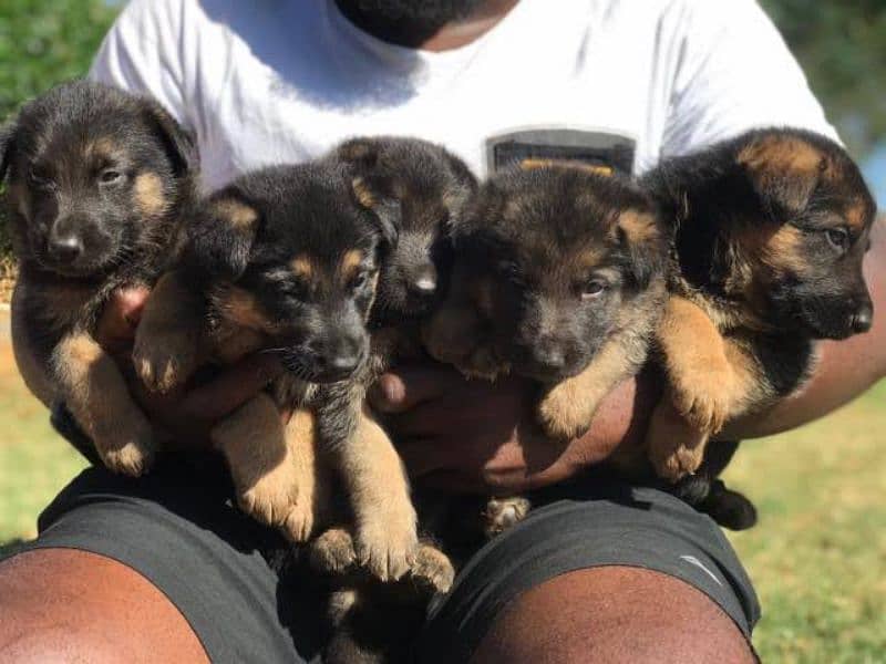 German shepherd puppies available for sale 8