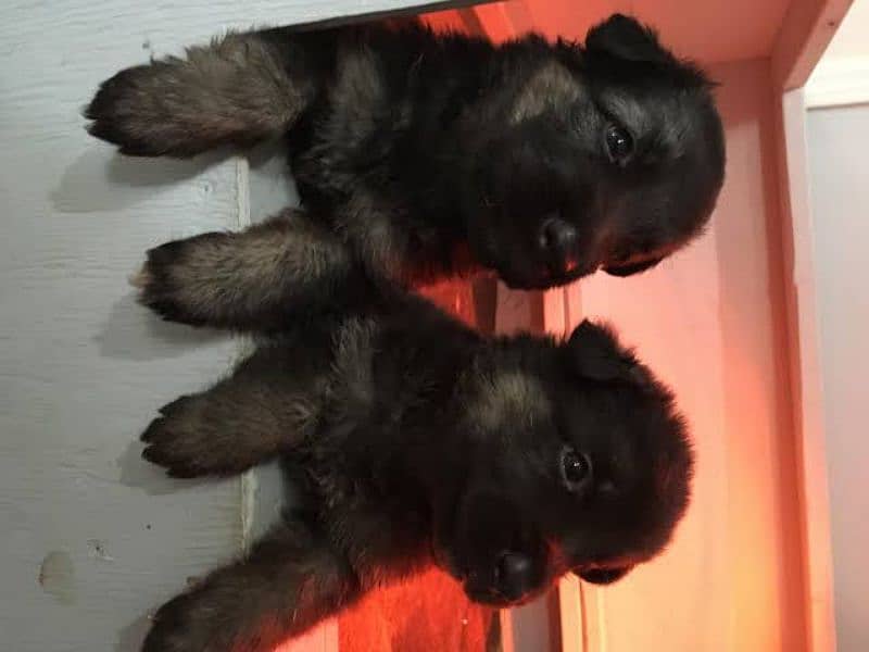 German shepherd puppies available for sale 9