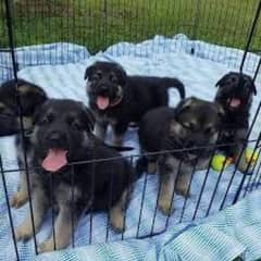 German Shepherd male / female Puppies For Sale