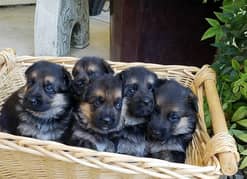 German Shepherd Puppies for Sale Male and Female only for Family