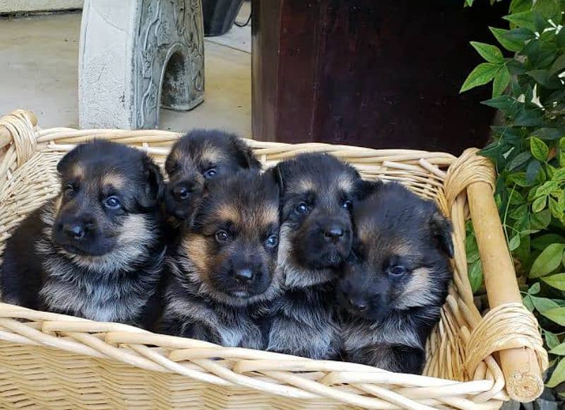 German shepherd puppies available for sale 12