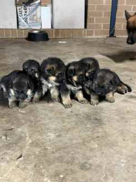 German shepherd puppies available for sale 13