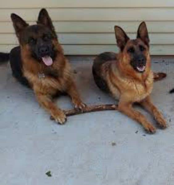 German shepherd puppies available for sale 15