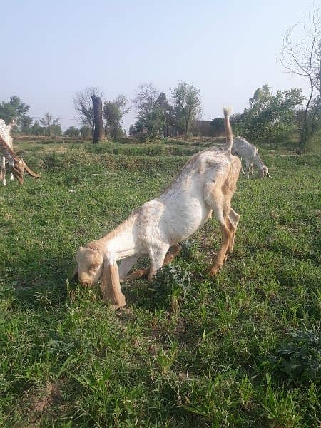 مکھی چینی بکرا Makhi Cheeni Goat 2