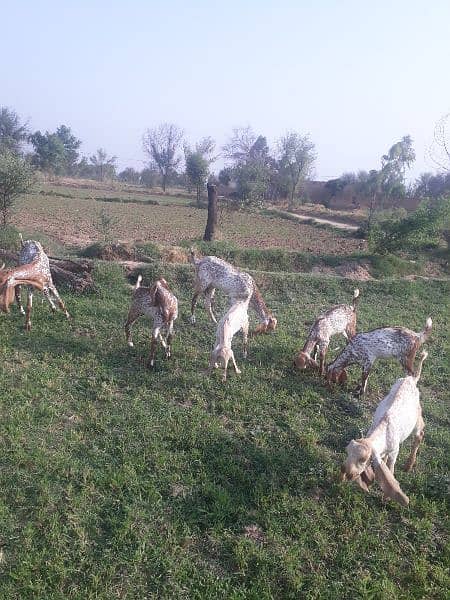 مکھی چینی بکرا Makhi Cheeni Goat 3