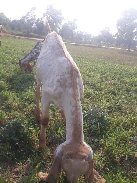 مکھی چینی بکرا Makhi Cheeni Goat 4