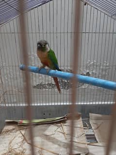 Green Conure available 0