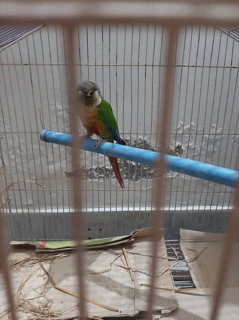 Green Conure available 1