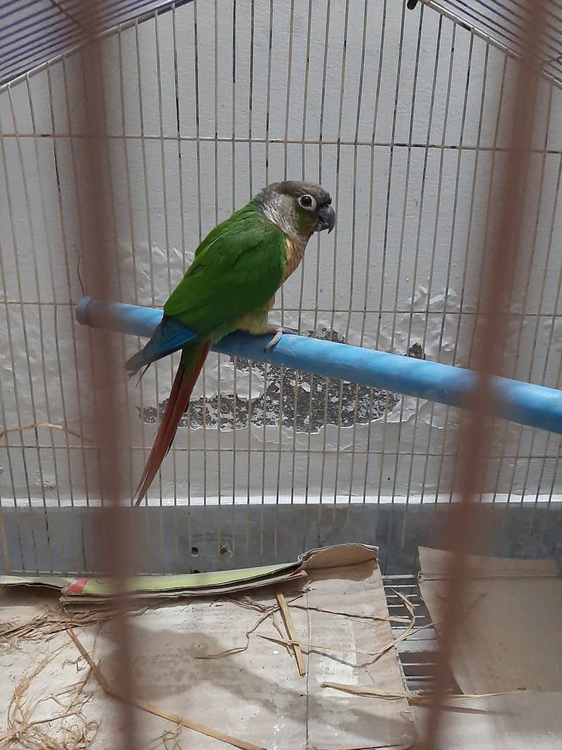 Green Conure available 2