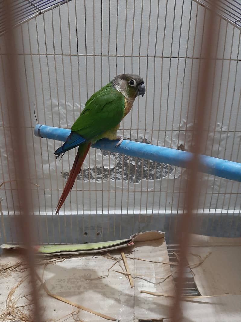 Green Conure available 3