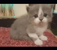 very cute, pure Persian kitten, triple coated for sale