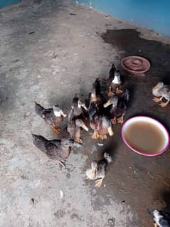 Ducks for Sale