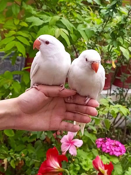 white ringneck 1