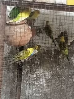 Austrian parrots for sale in Jhelum 0