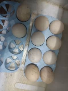 aseel eggs for sale