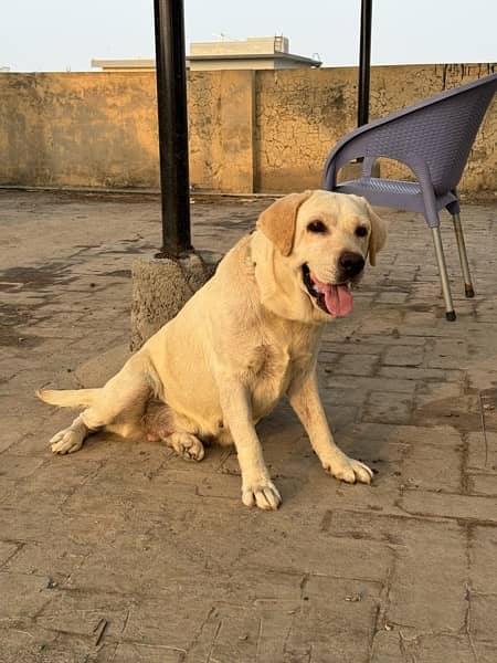 Labrador Female for Sale 0