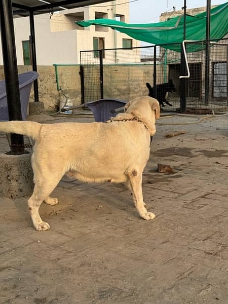 Labrador Female for Sale 4