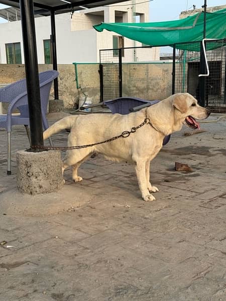 Labrador Female for Sale 6