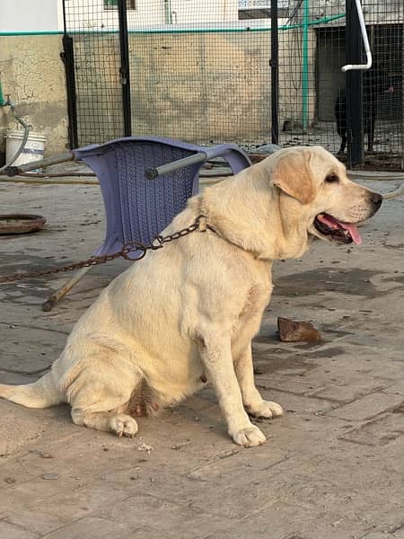 Labrador Female for Sale 7