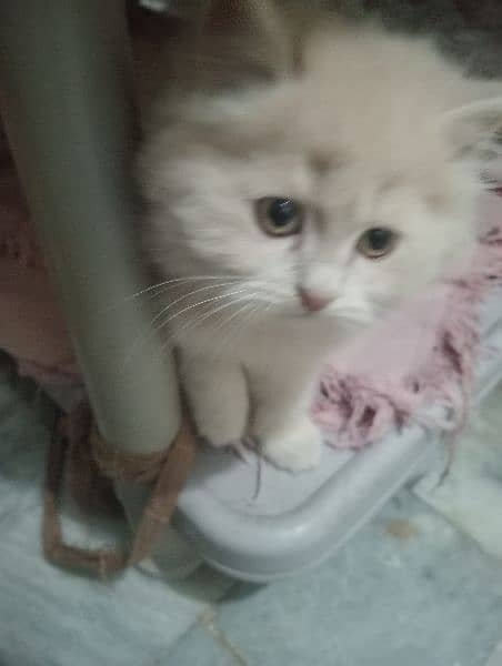 Persian Tripple coat kitten 0