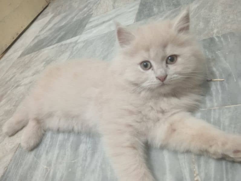 Persian Tripple coat kitten 2