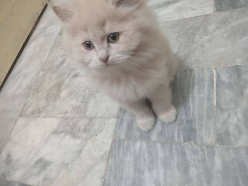 Persian Tripple coat kitten 3