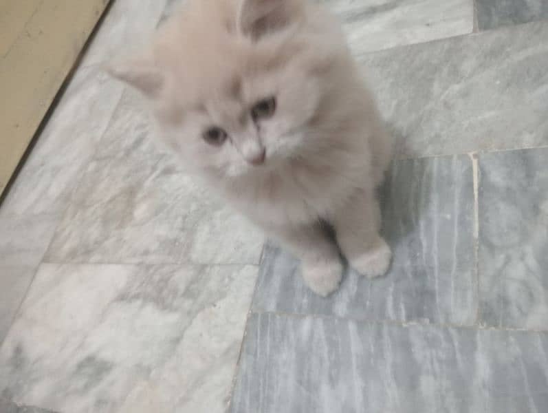 Persian Tripple coat kitten 4