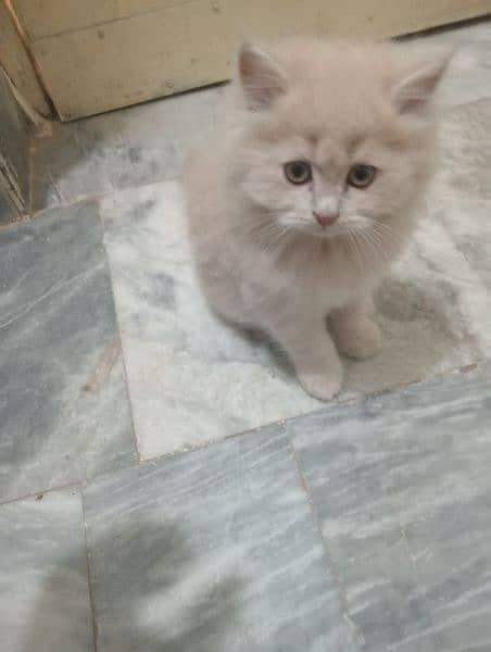 Persian Tripple coat kitten 5