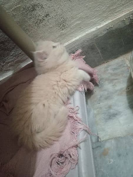 Persian Tripple coat kitten 6