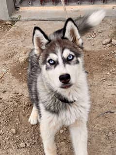 Siberian Husky Male Dog For Sale