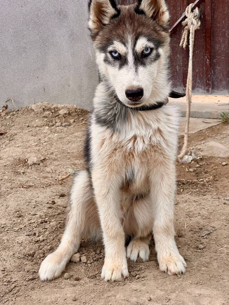 Siberian Husky Male Dog For Sale 1