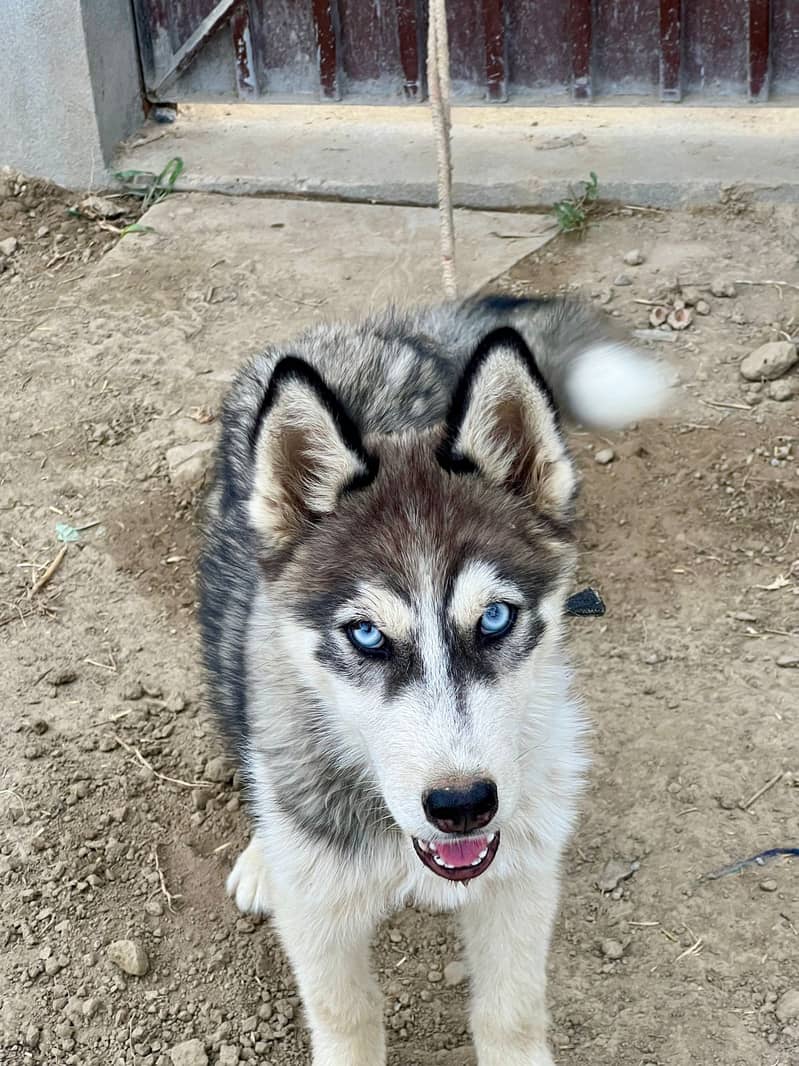 Siberian Husky Male Dog For Sale 2