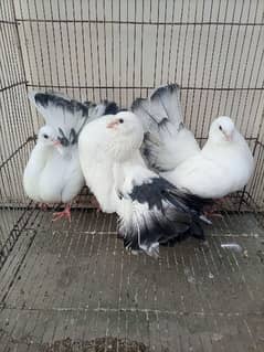 2 lakkay pairs with chicks for sale