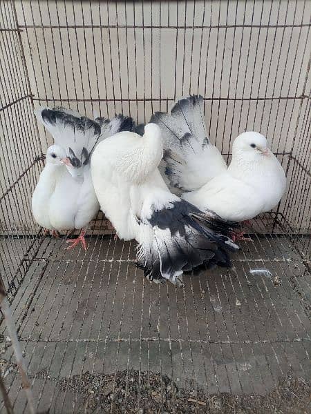 2 lakkay pairs with chicks for sale 1