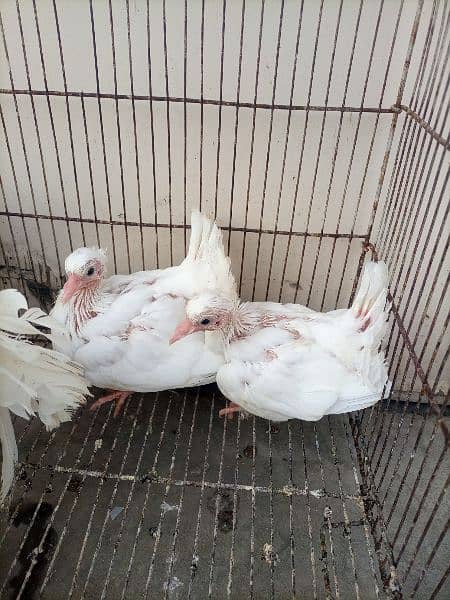 2 lakkay pairs with chicks for sale 2