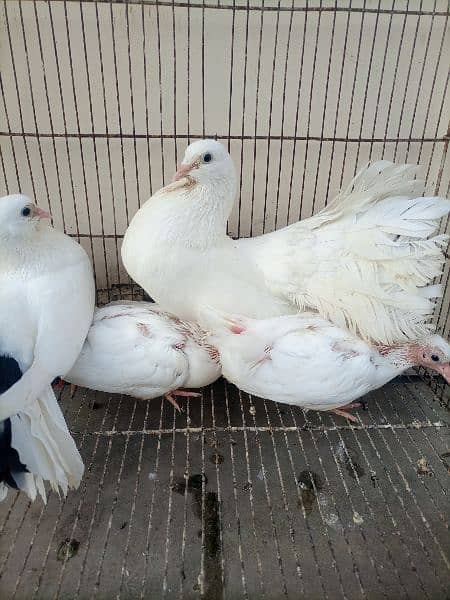 2 lakkay pairs with chicks for sale 3