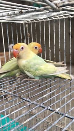 Parblue opline pale pair, love bird 0