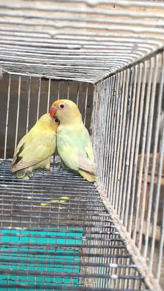 Parblue opline pale pair, love bird 1