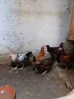 Dasi hens 1 male 4 female