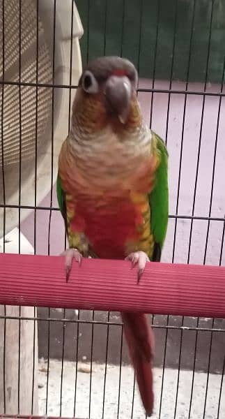 Breeder Green Cheeked Conure Male 1