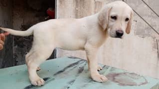 British Labrador Puppies pedigree Pair 03134111831